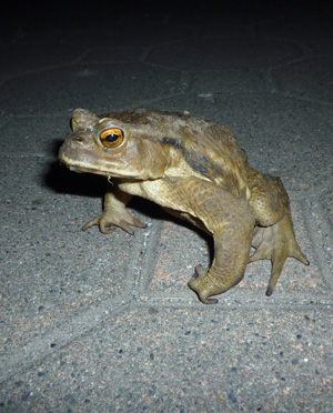 Frog11